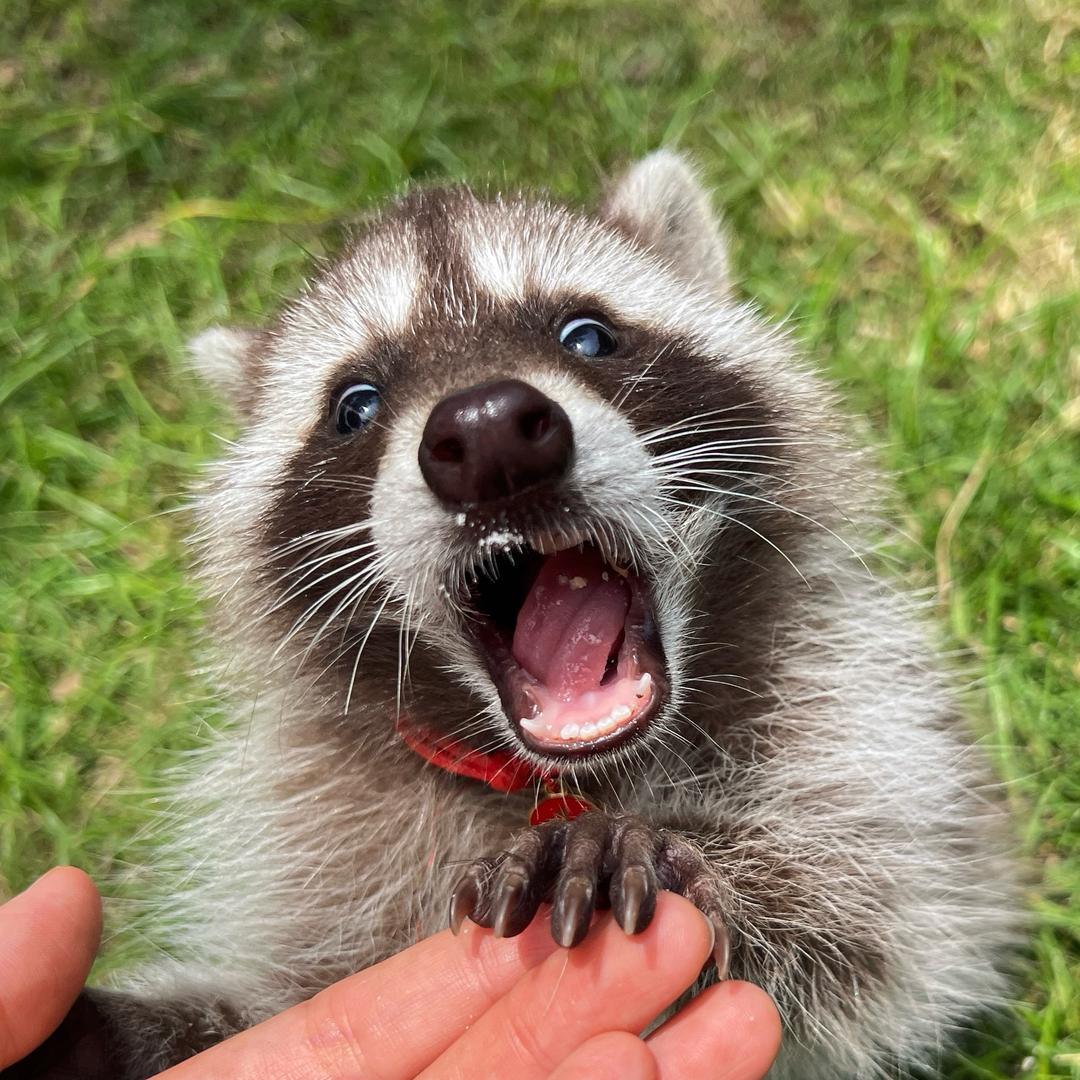 煤气罐罐🦝浣熊幼稚园