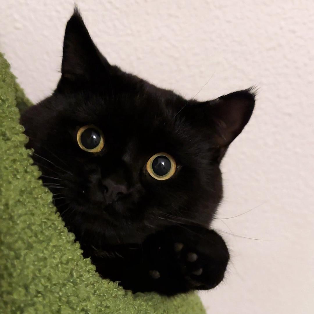 牛轰轰是只猫