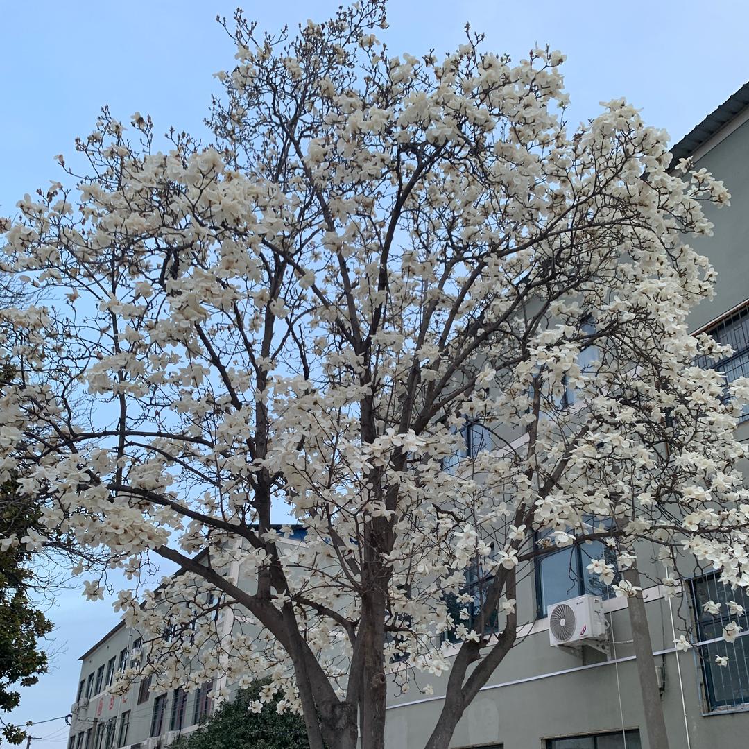 农村土妞