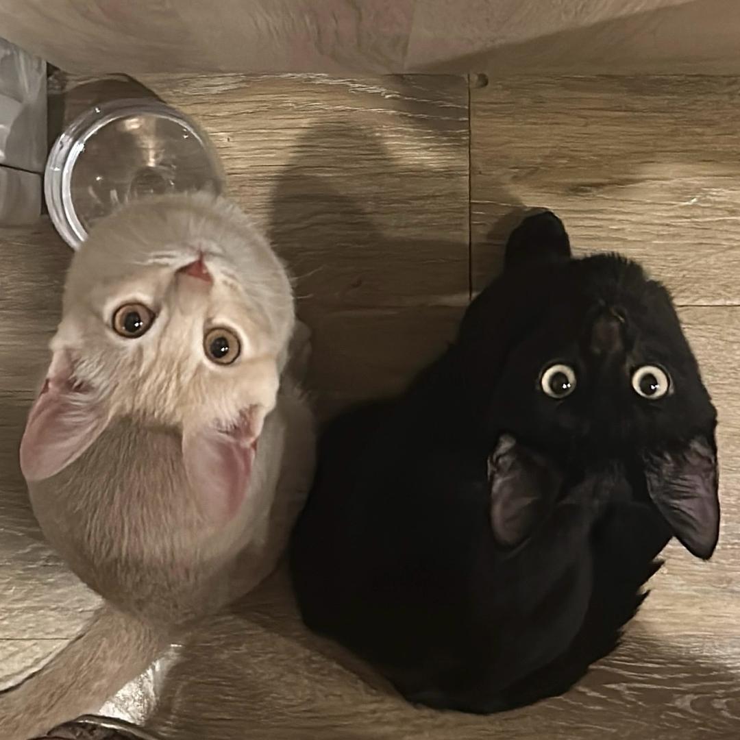 小猫兄弟黑豆豆和豆乳乳