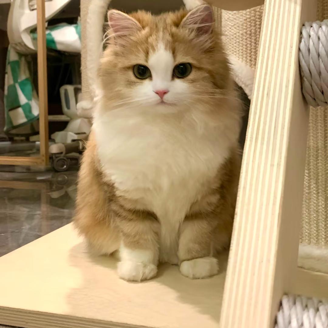 东莞宠爱小猫宠物批发全国可发