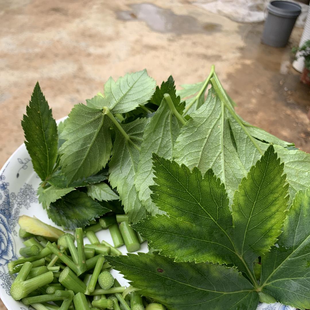 神奇植物千千万