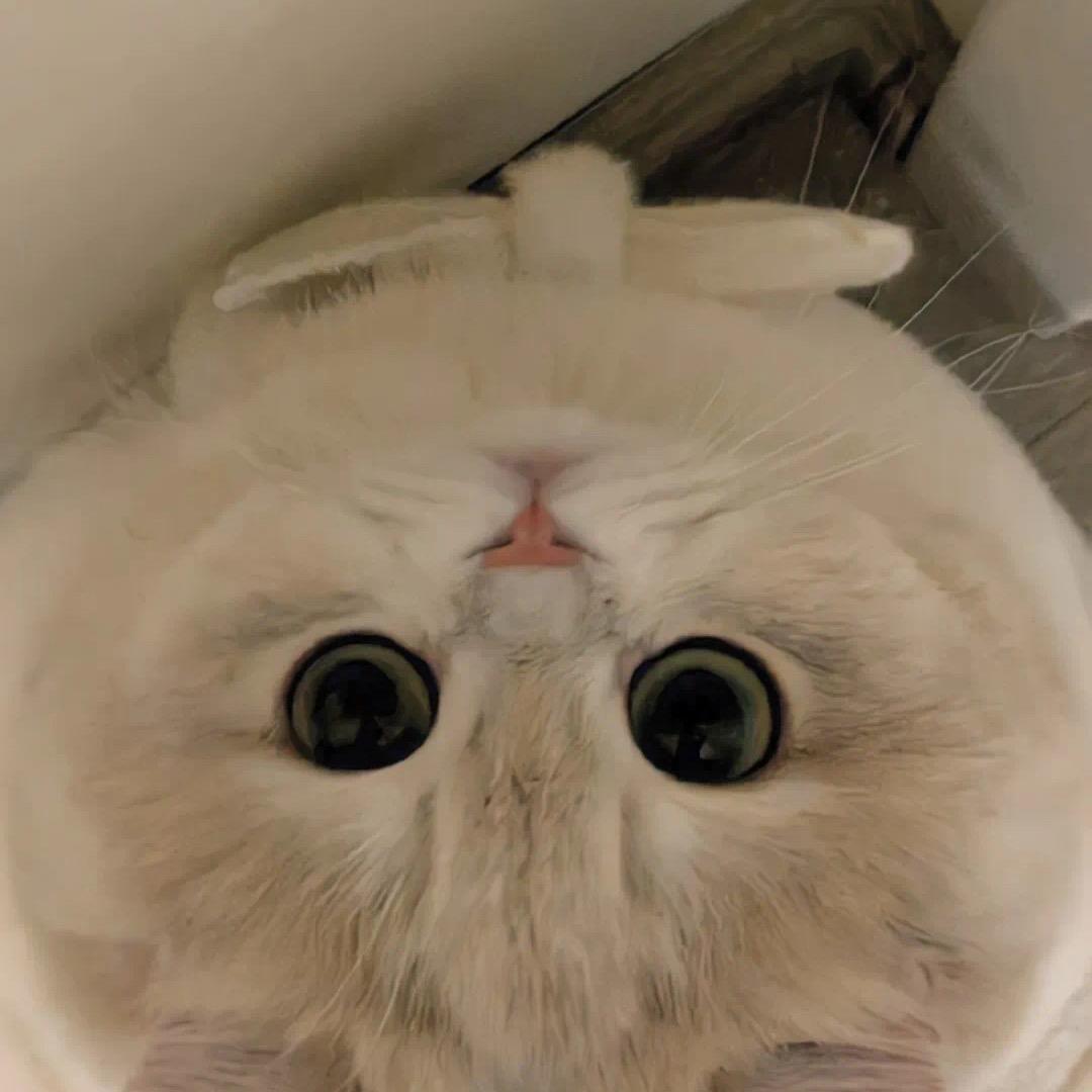 忧郁碎冰冰