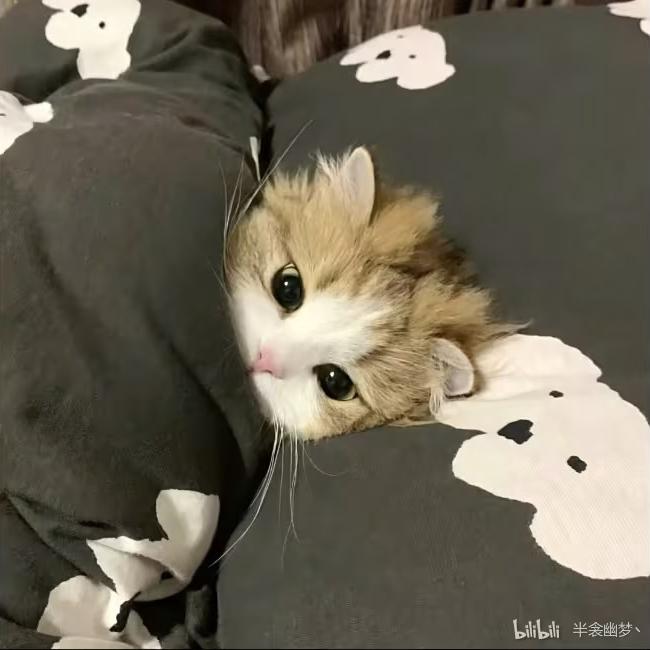 小猫想睡觉