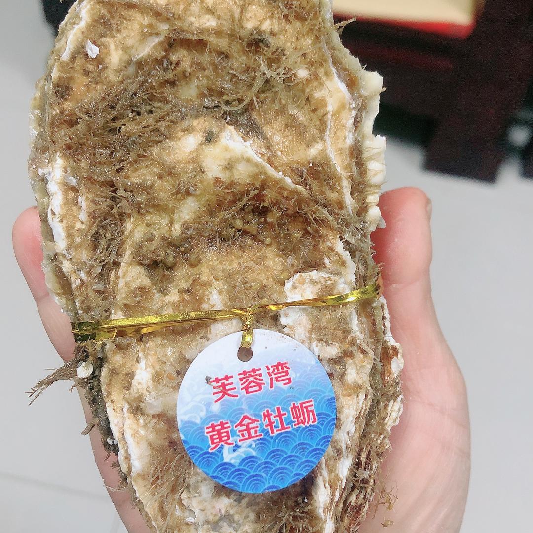 芙蓉湾海洋牧场