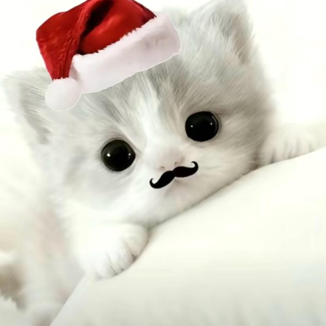 貓變成天使來到我身邊