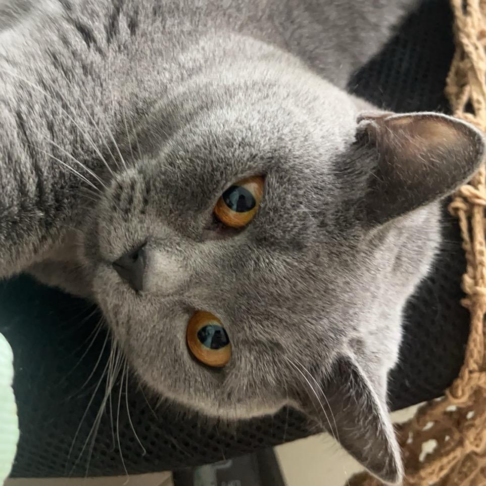 星阵NGC 6302（休息版）