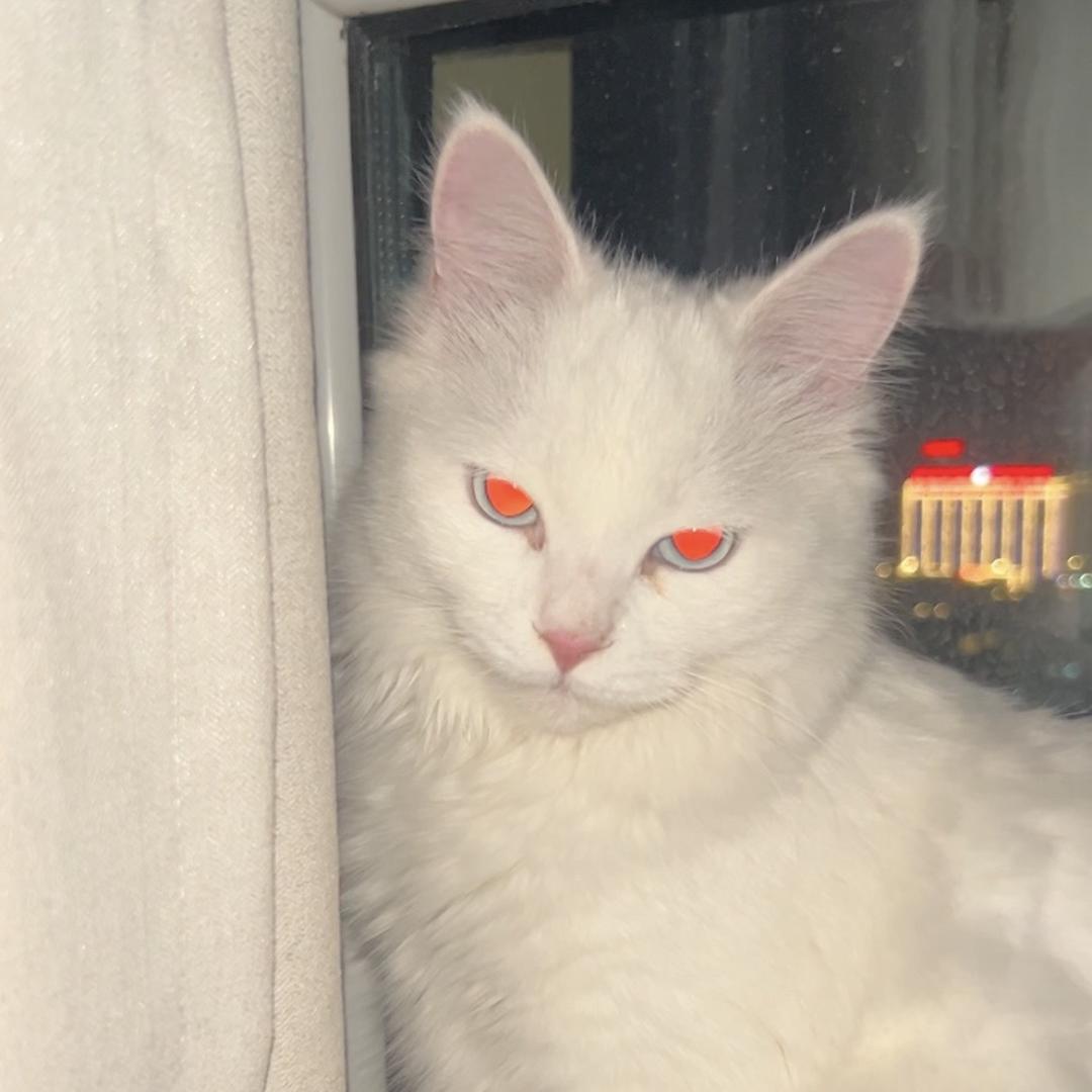 沈么？（💪发疯版）