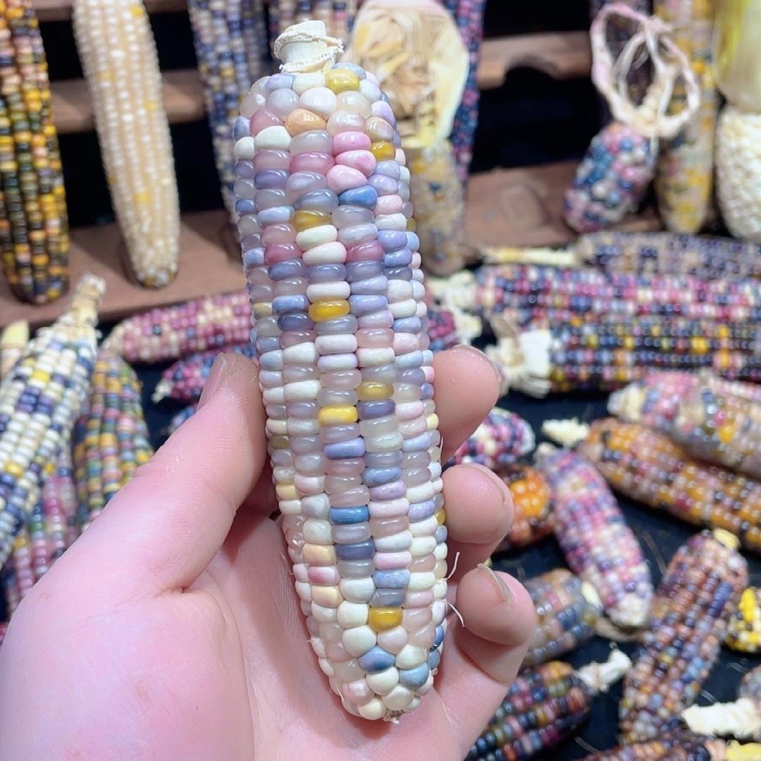 粟米条小玉米棋宝分店