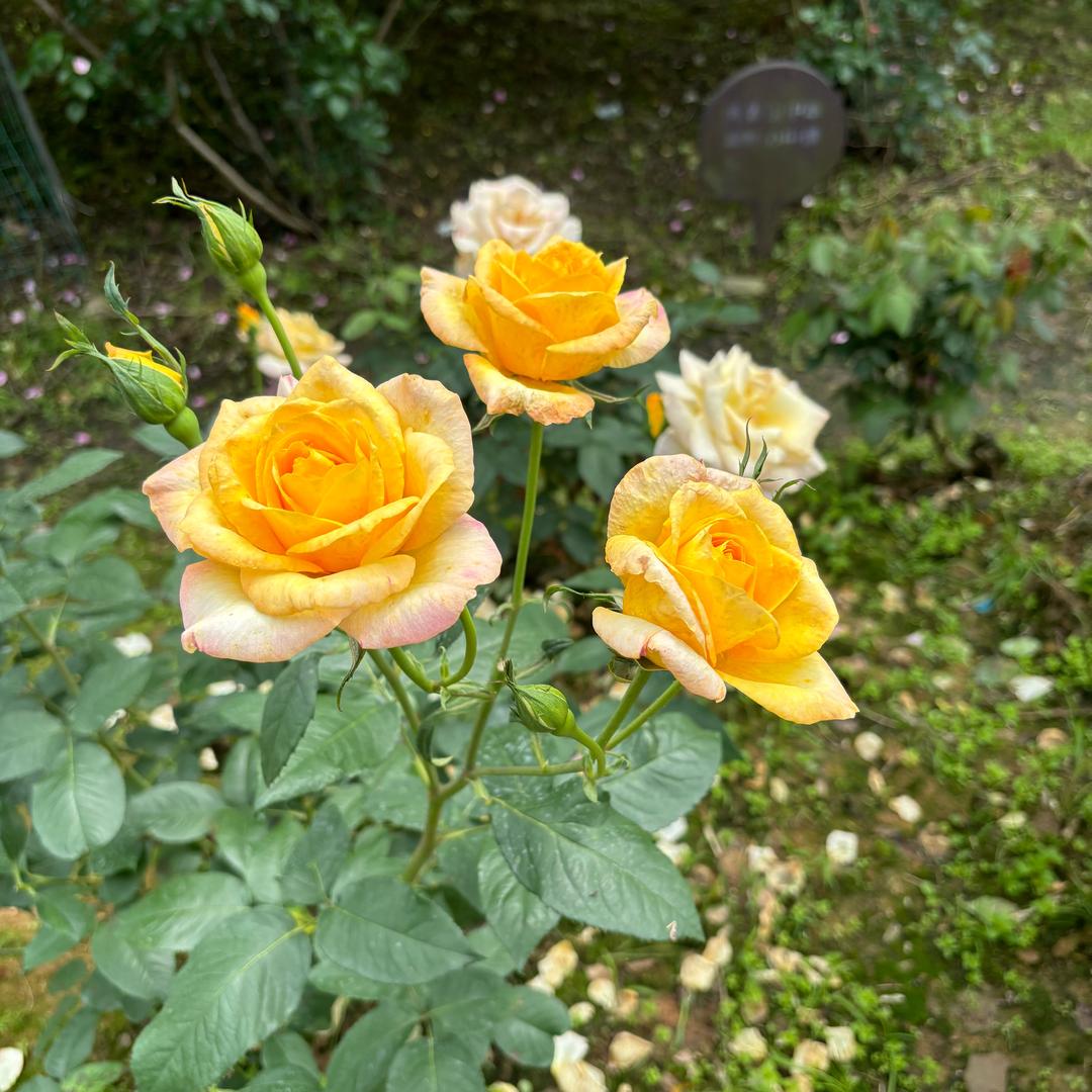 白颜禾斋美之然皮肤管理（和孚店）官方号