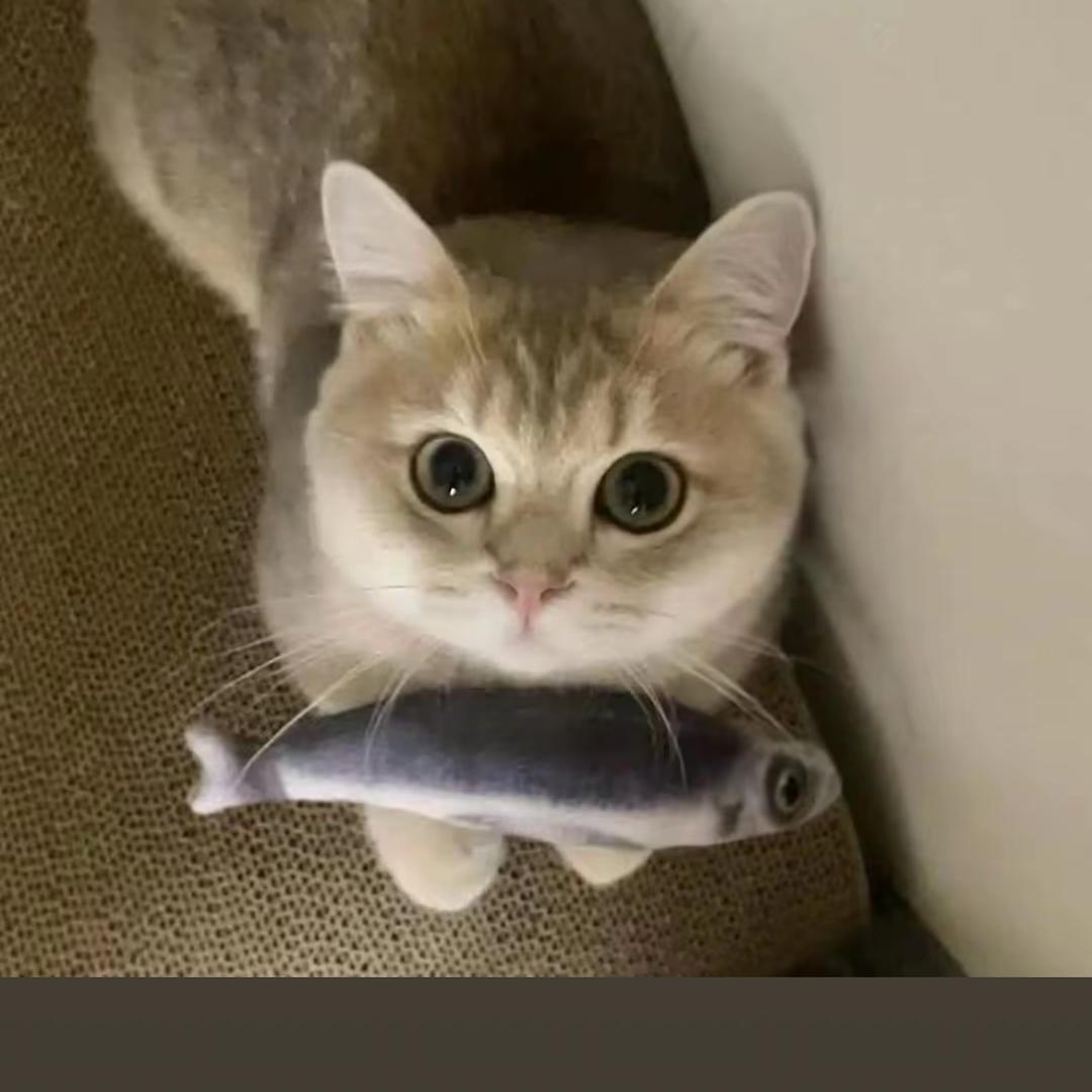 枕枕