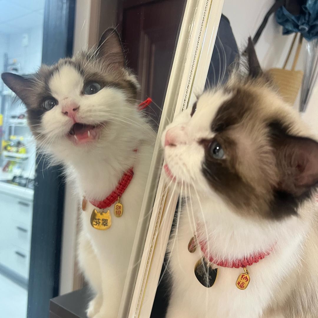 宠邑宠物