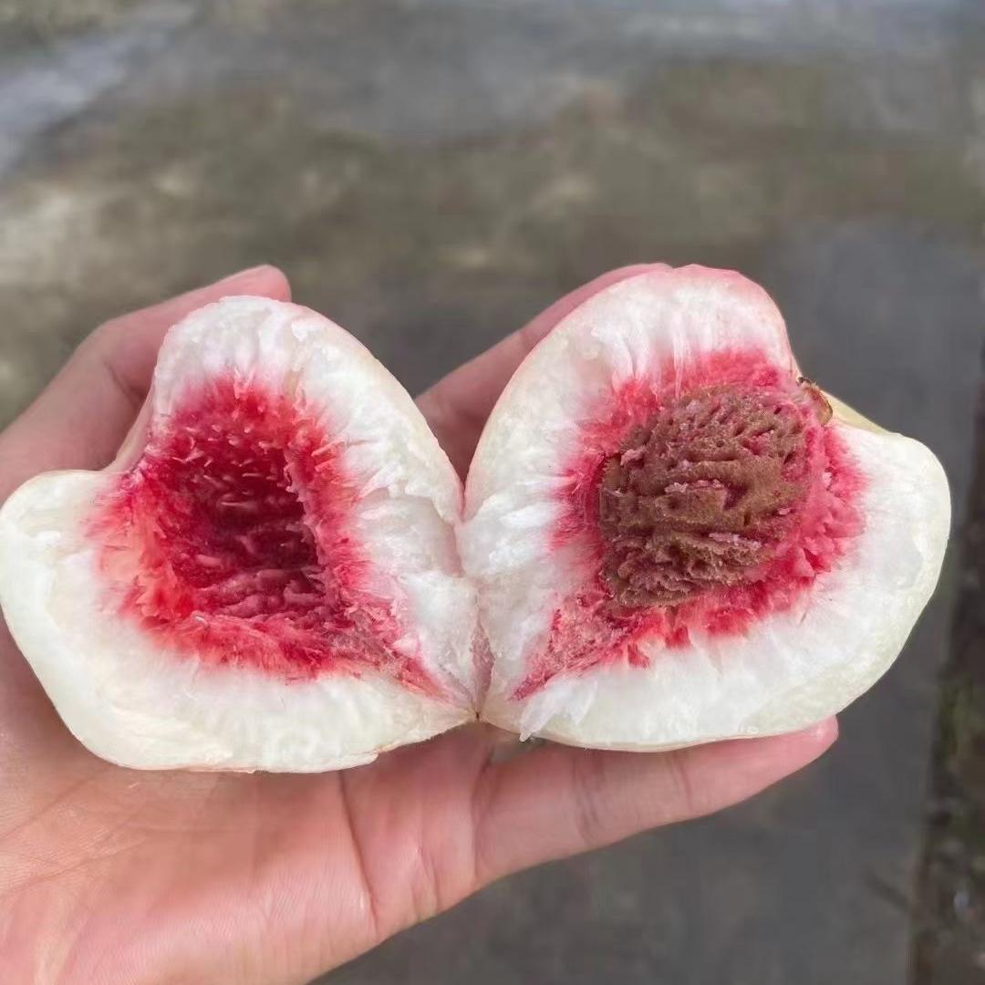 刘涛-涛果生鲜丹东特产