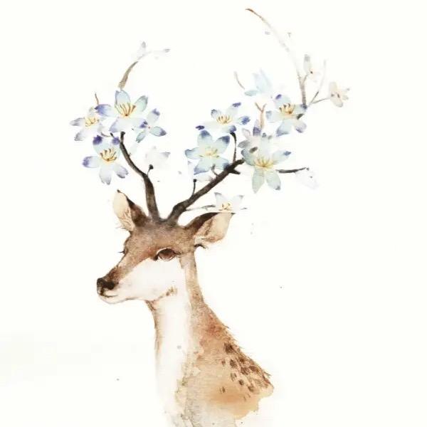 鹿晓花