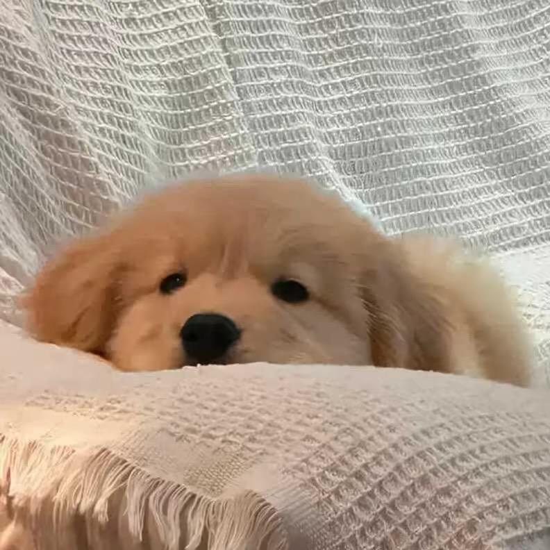谣游的狗.
