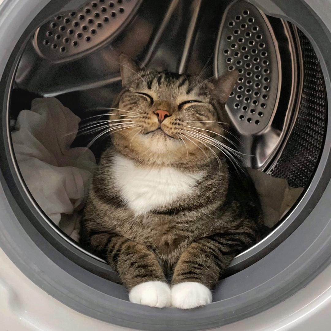 云猫猫饼饼呀