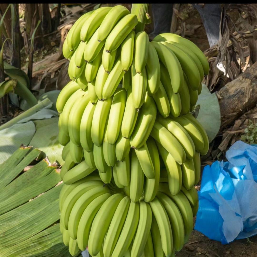 广西南宁产地香蕉