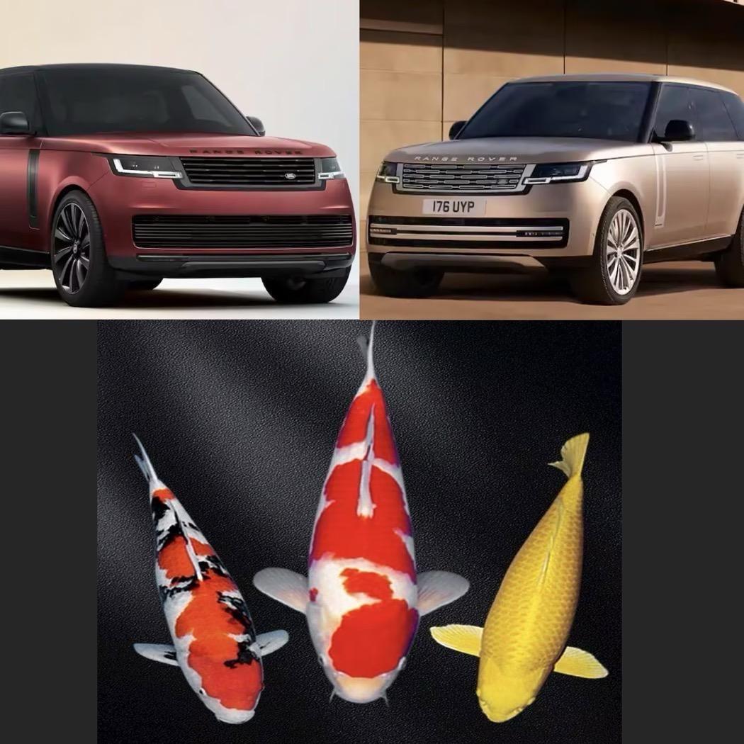 ❤️福满财旺❤️