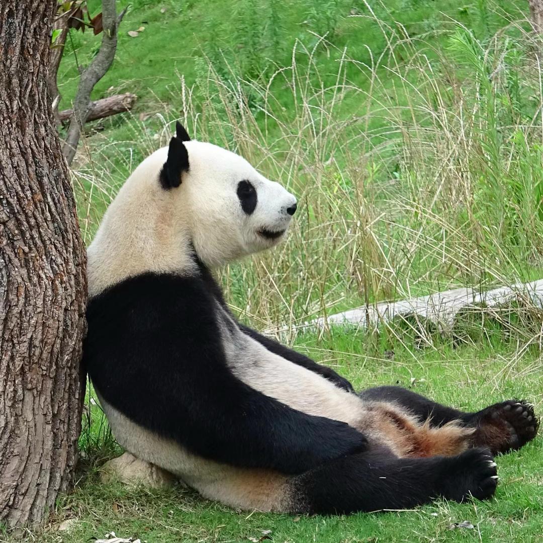 我在熊猫家园 2