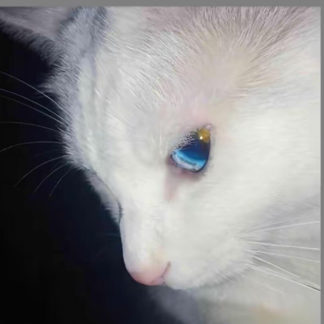 皮软鸭
