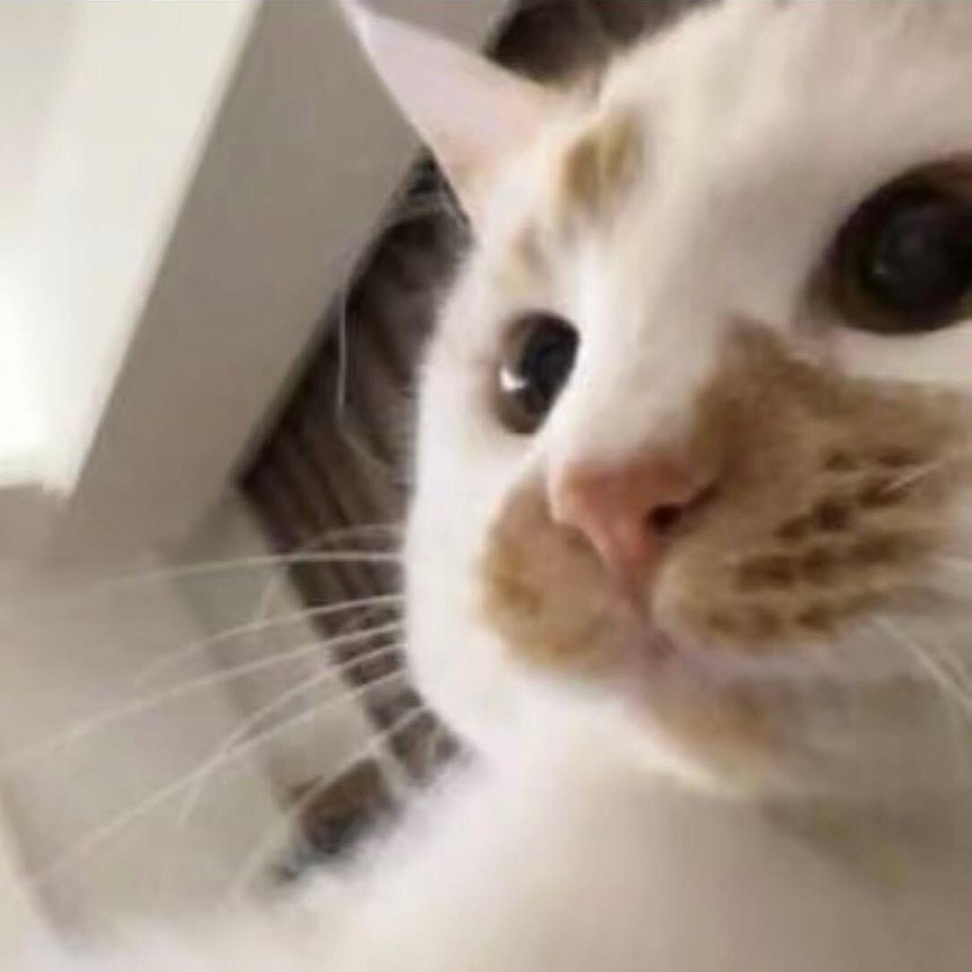 不打烊的猫