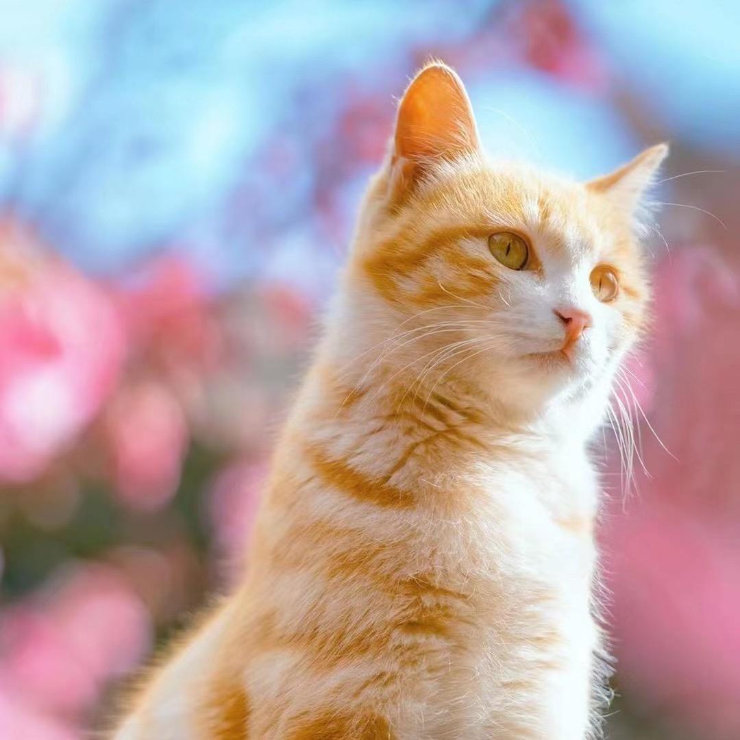 Kitty cat