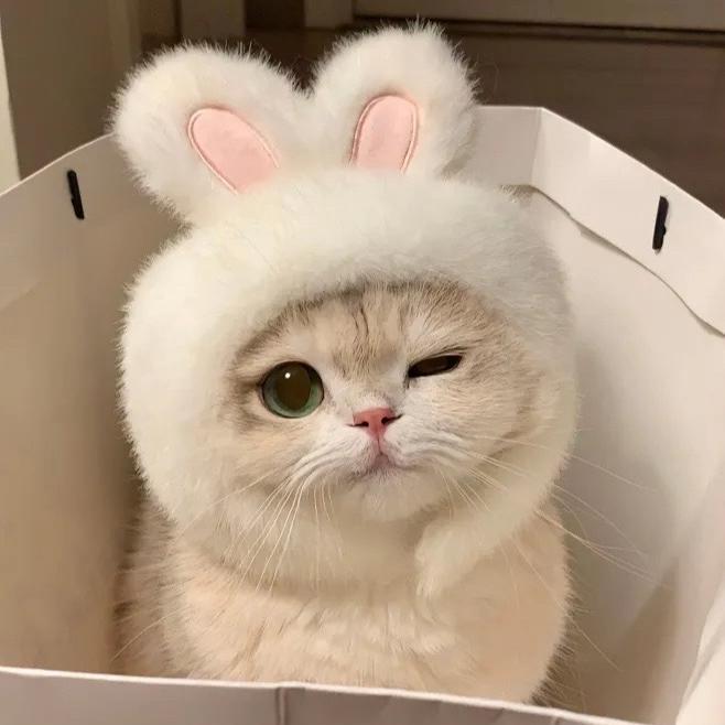 福得猫宁