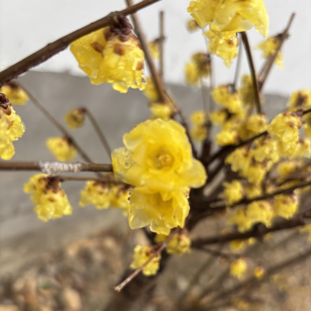 鄢陵花艺姐腊梅