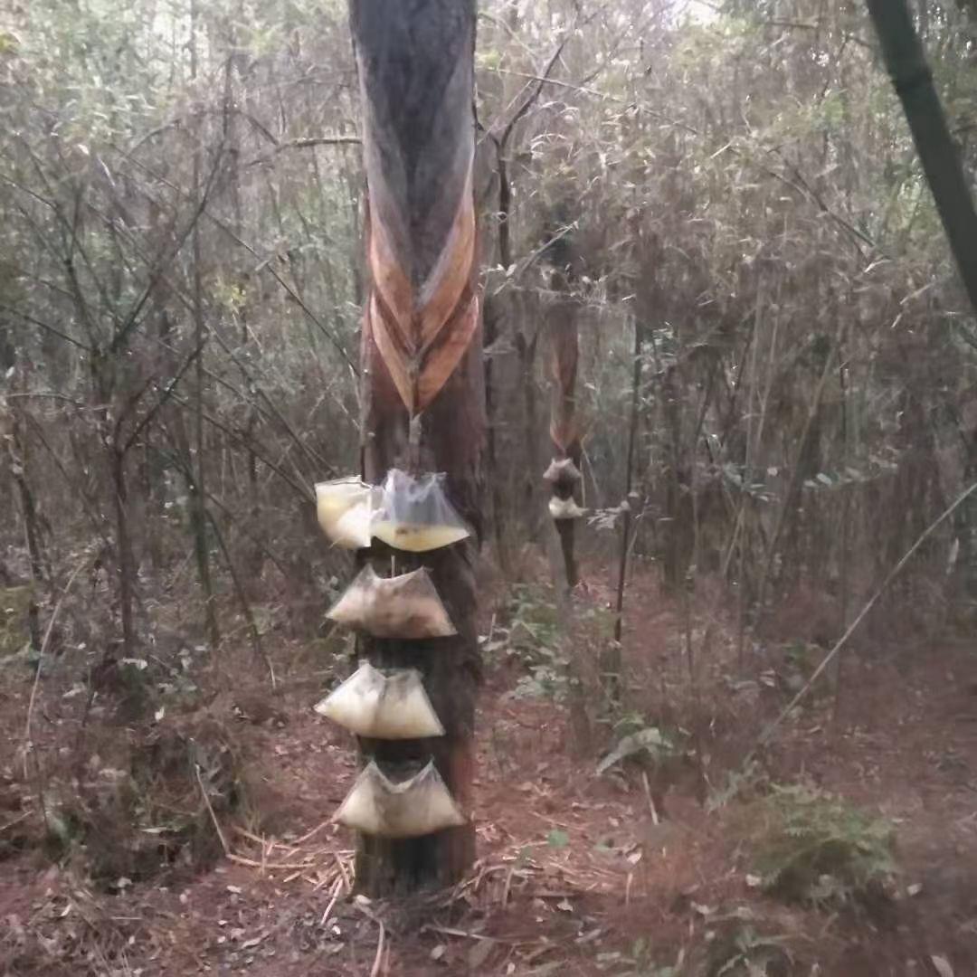 王连文