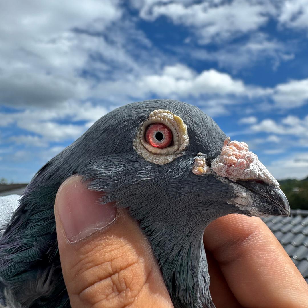 00后～銘錦鸽舍