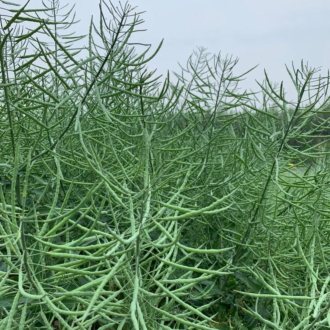 好种子农业