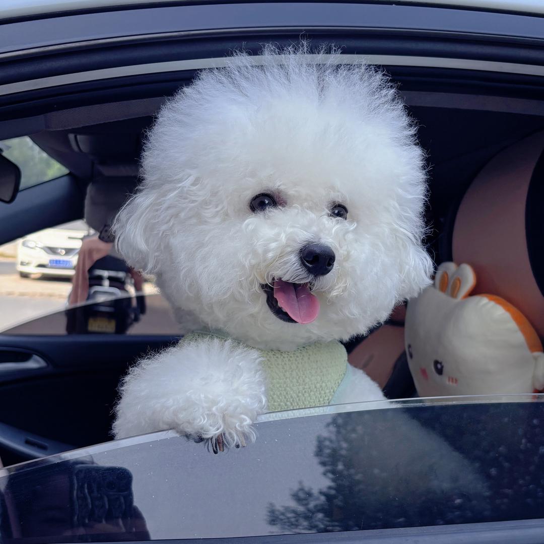 妹妹是比熊🐶