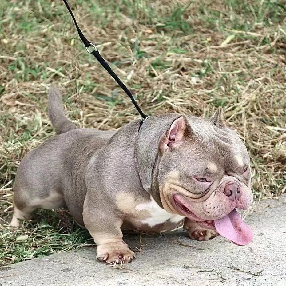 海乐堡恶霸犬直3️⃣号
