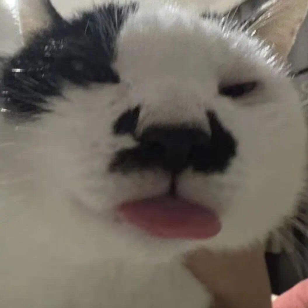 羊🐑羊