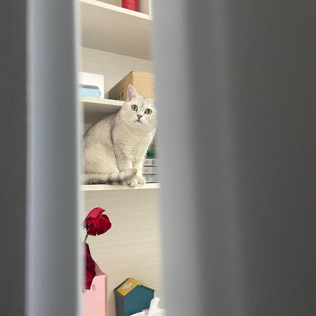 叮咚～