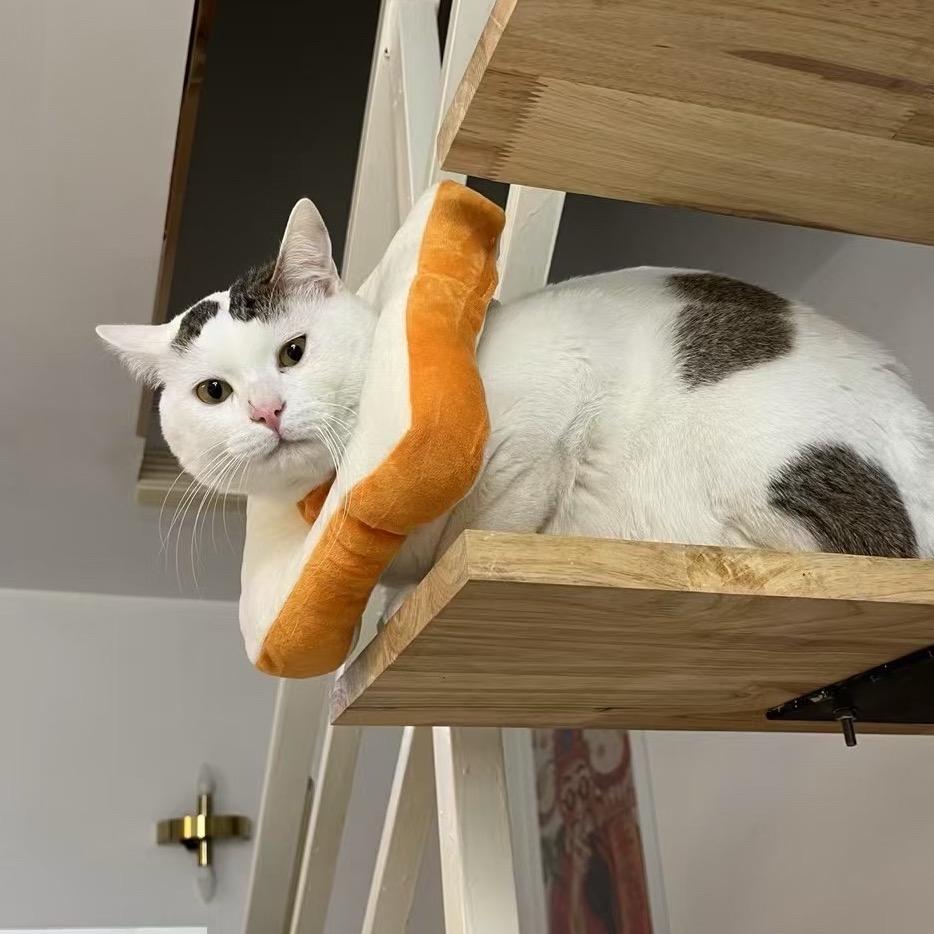 -小糯米🐾