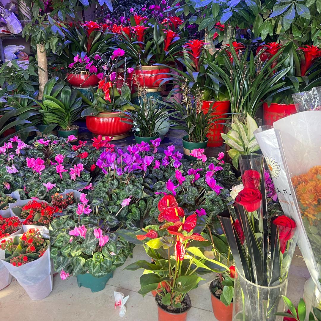 云游养花种菜🌹