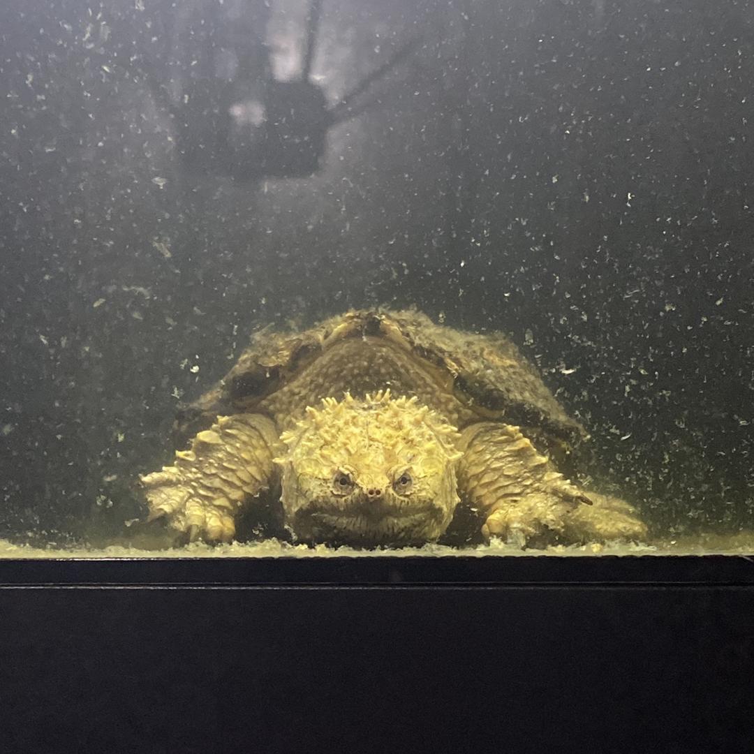 阿晋龟宠（专注纯佛）