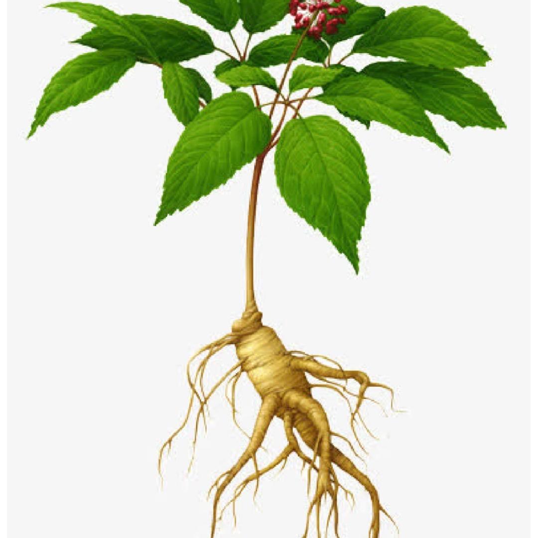 四季养生（主号）