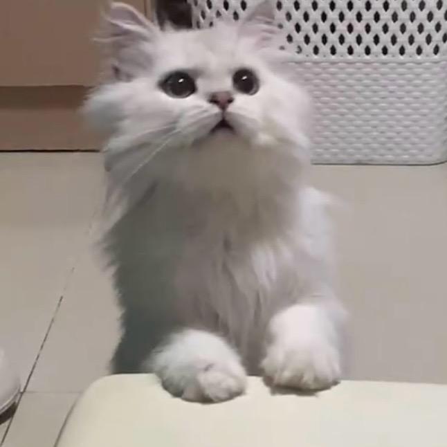 拉屎超臭的团子