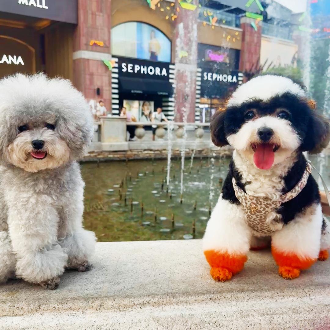 🐾Dimoの小屁星球✨