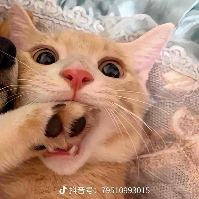 酷盖的奶盖的甜甜