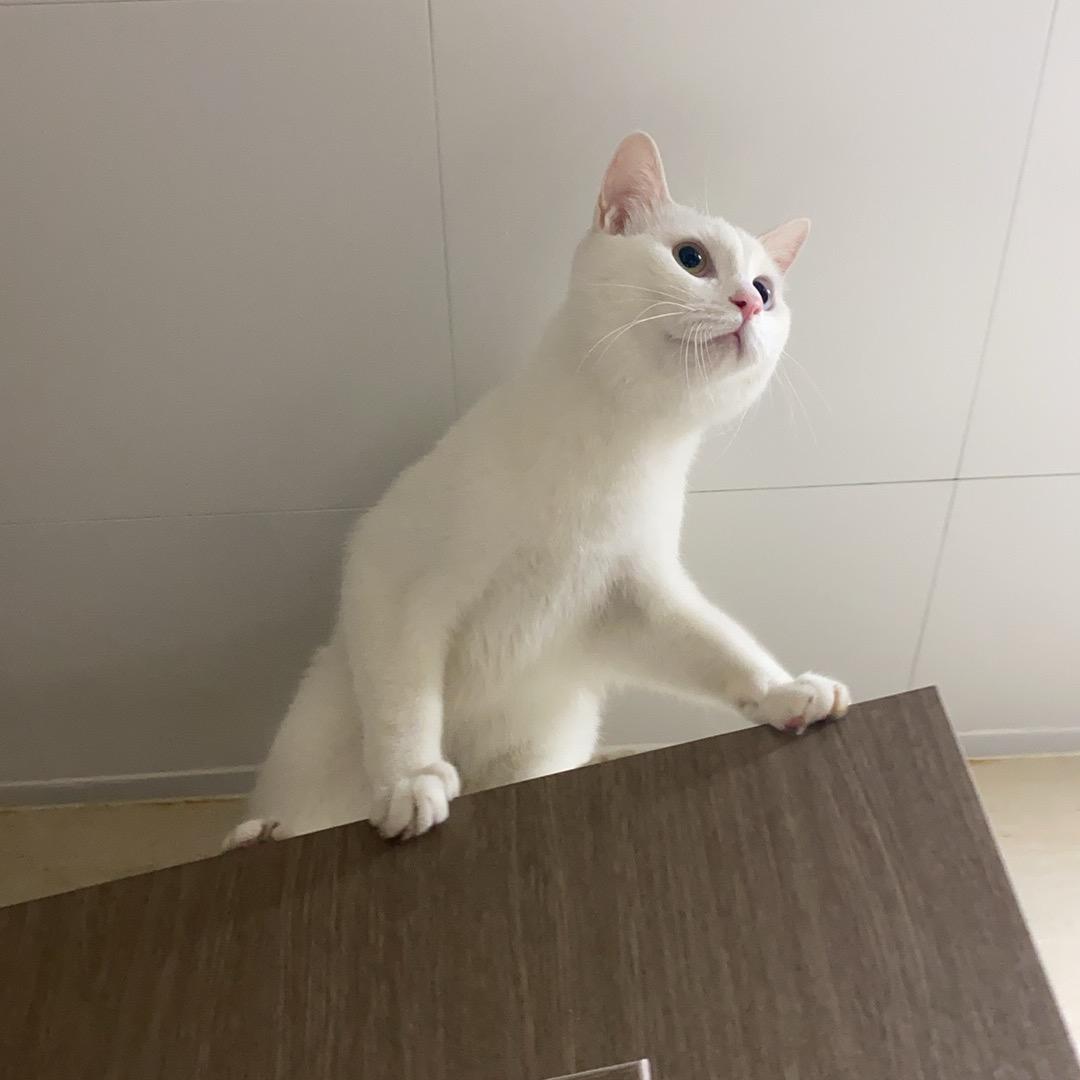 吃两碗🥩吧