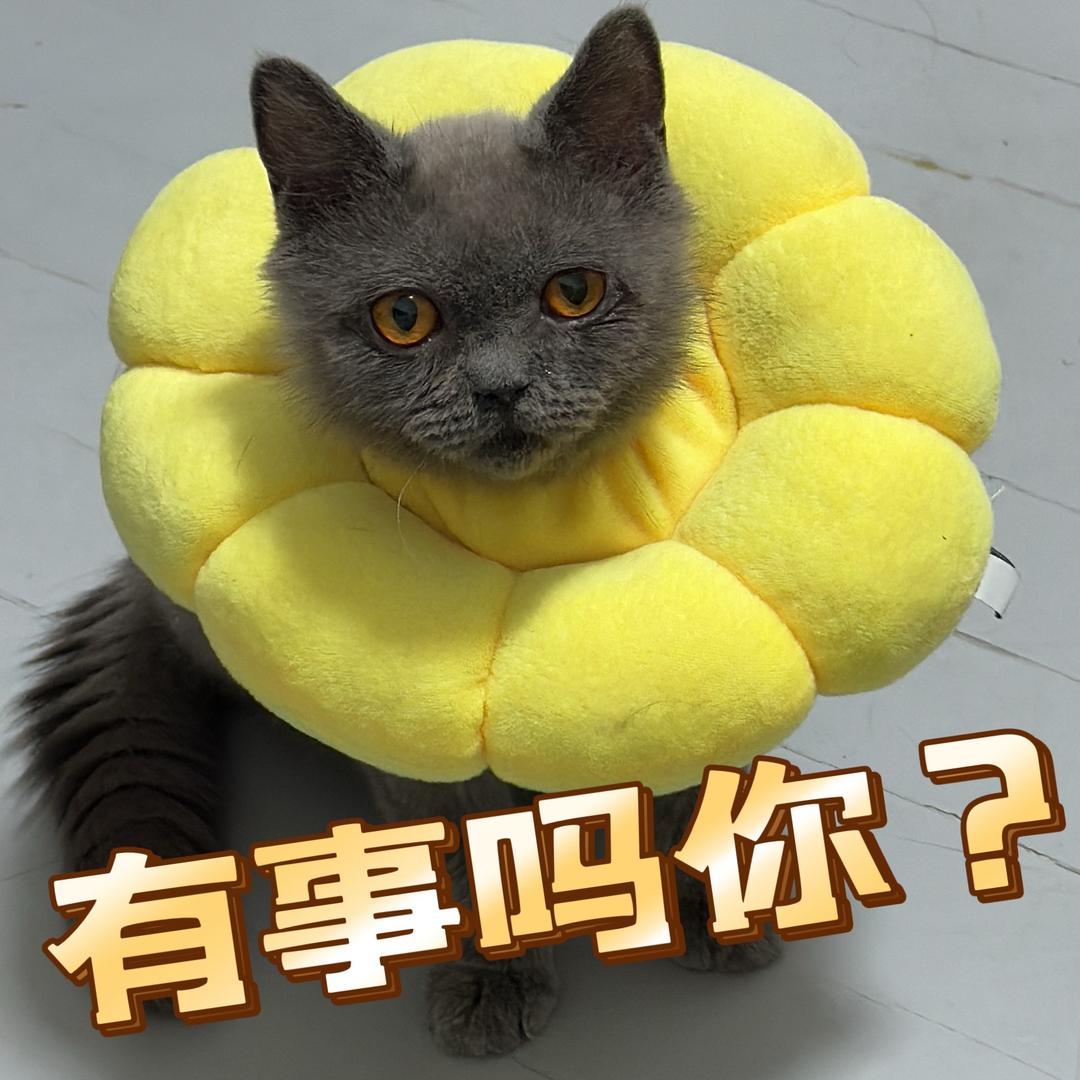 大壮是只猫