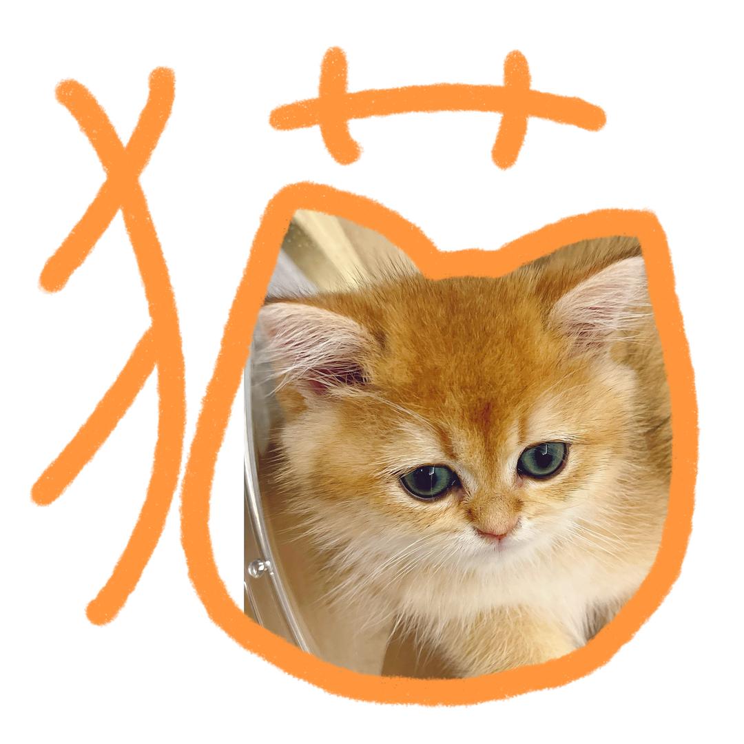 粥泡泡🫧是只喵🐱