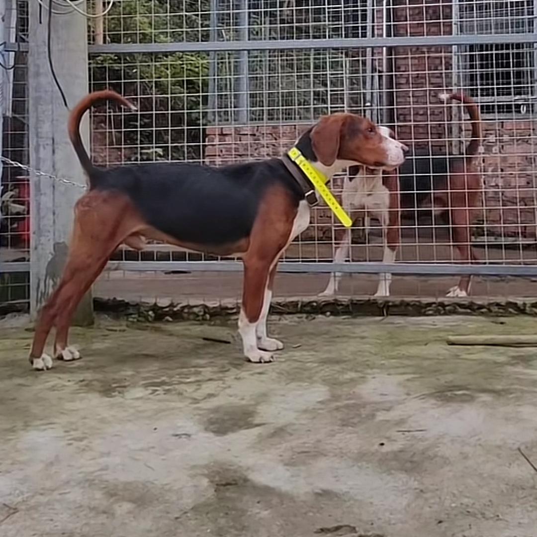 悠悠三色犬舍