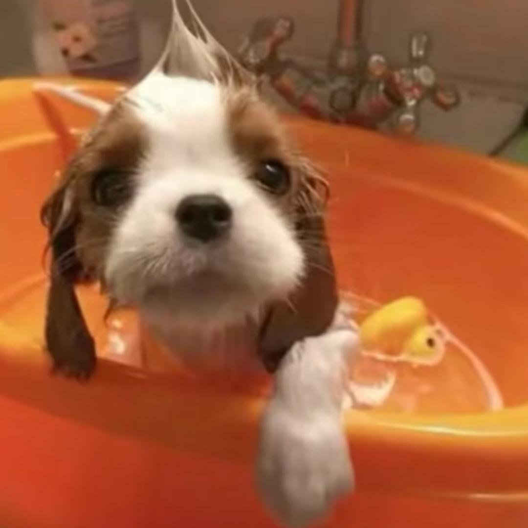 红烧牛肉面只能烤面包