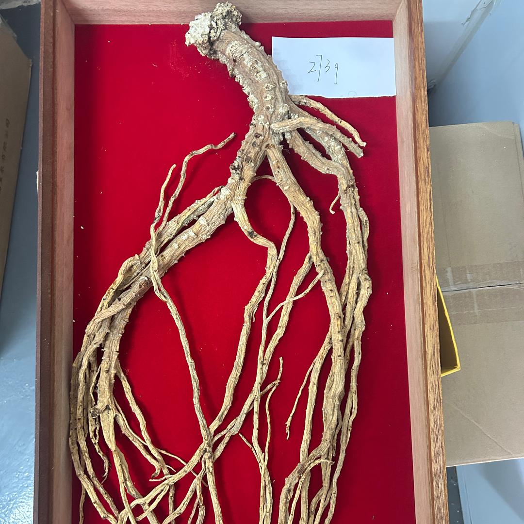 板桥党参原产地