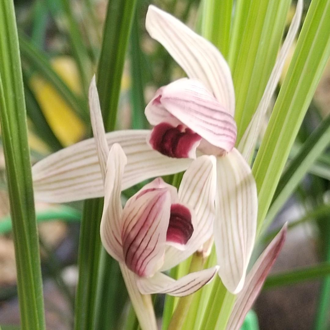 黄豆