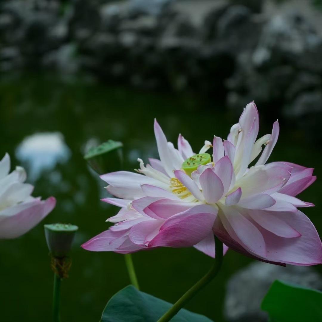 茜